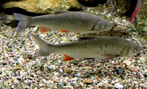 cub fish|Squalius cephalus .